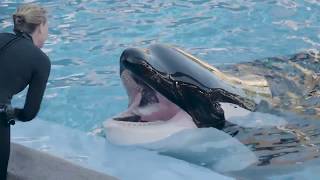 Behind The Scenes Orca Care  SeaWorldÂ®