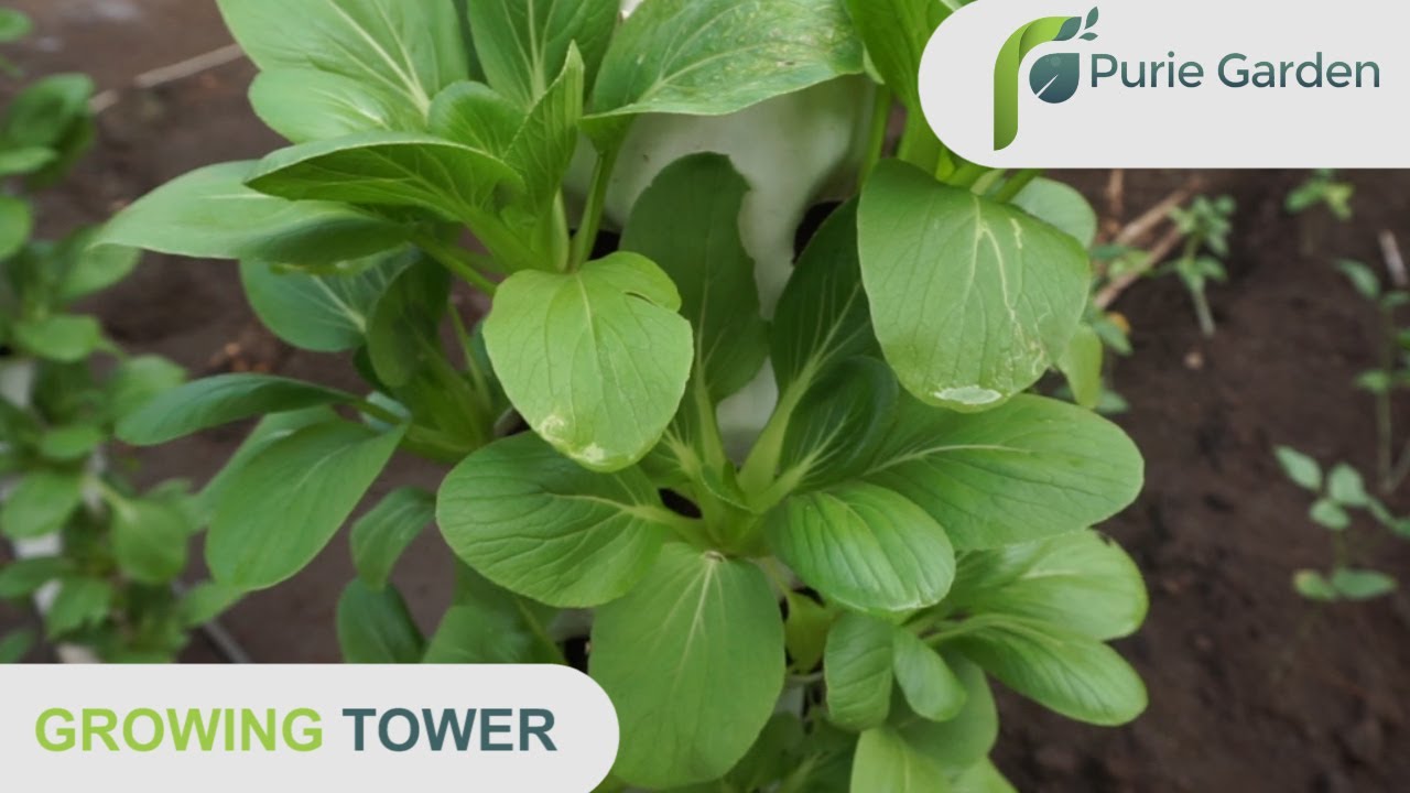 Luas 1 meter bisa menanam 40 sayuran | Growing Tower Puriegarden