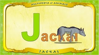 Multipedia Of Animals. Letter J - Jackal