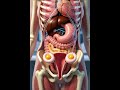 How Twins Are Created in the Womb | Fraternal Twins Explained