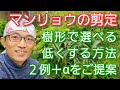 【万両(マンリョウ)の剪定】低くする方法をメリットとデメリットを含めて紹介します