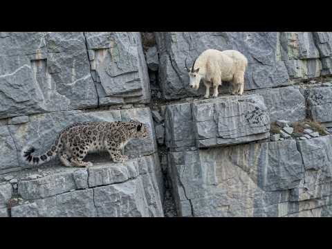 Mountain Goats Outsmart Predators on the Steepest Cliffs