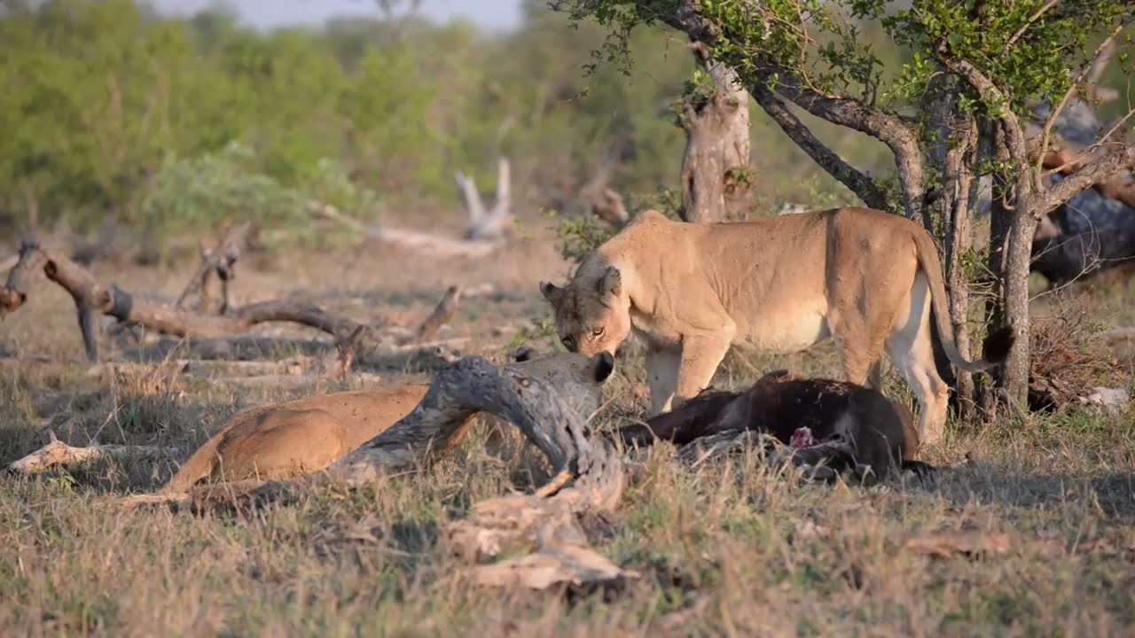 Ross Pride Breakaway Lionesses and Cubs on Kill