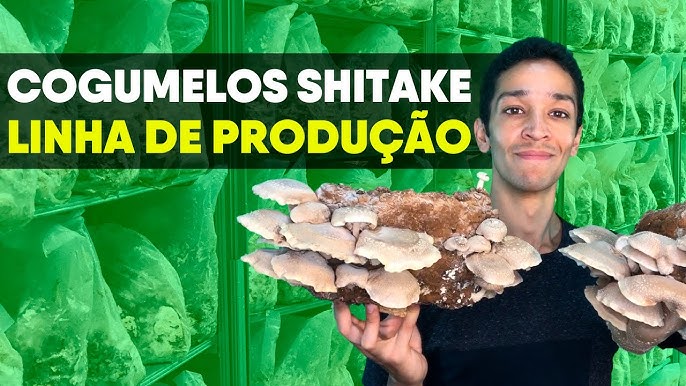 Cultivo de Shitake em toras  Incubação de troncos de cogumelo — Eightify