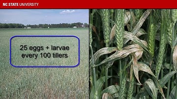 2020 Virtual Small Grains Field Day: To Tank Mix Insecticides or Not