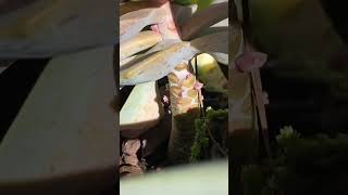 Echeveria Perle Von Numberg Pups