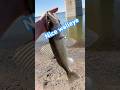Spring walleye #walleyefishing #fishing #fyp #subscribe