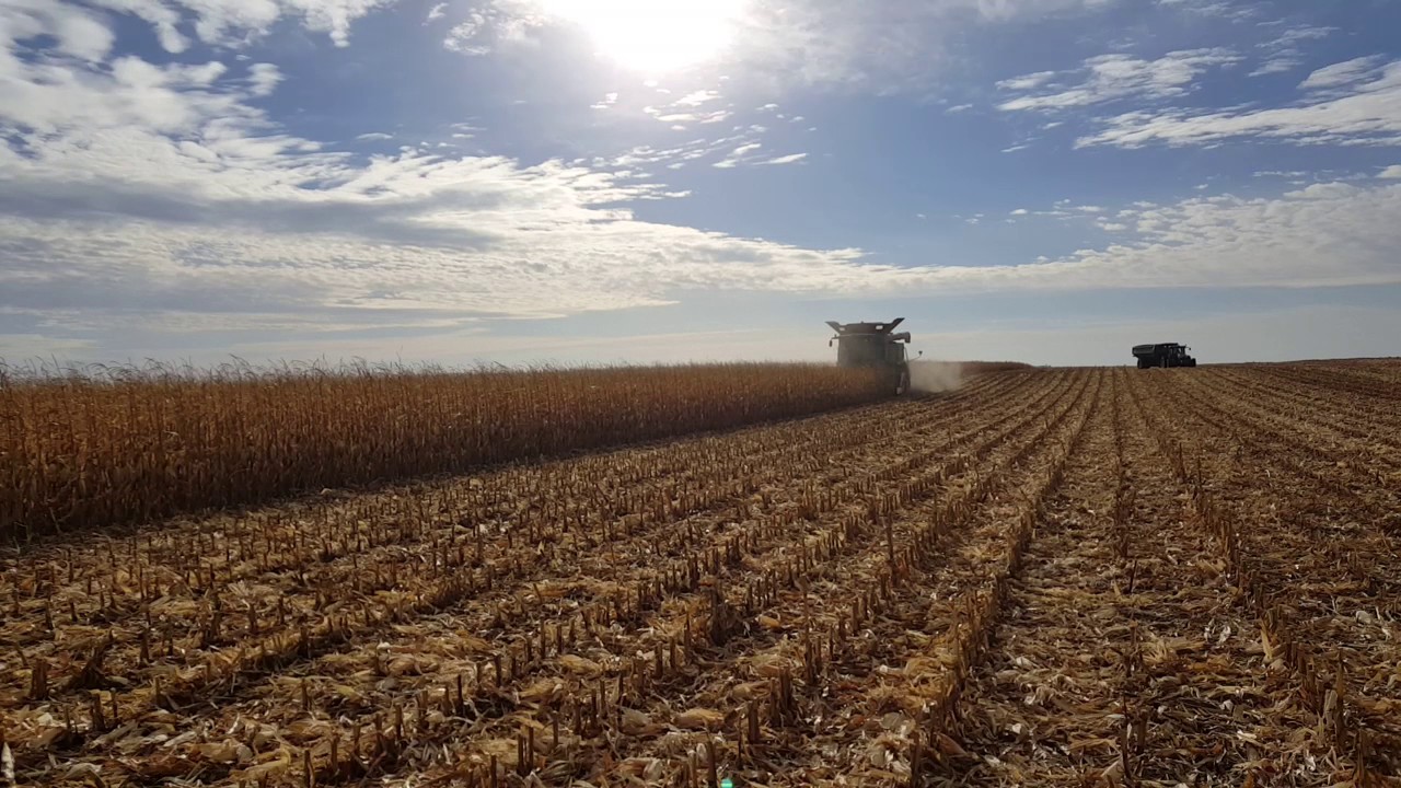 Nardi Maizestorm harvesting corn YouTube