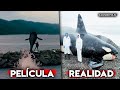 La TERRIBLE HISTORIA de KEIKO, La ORCA que ENAMORÓ AL MUNDO