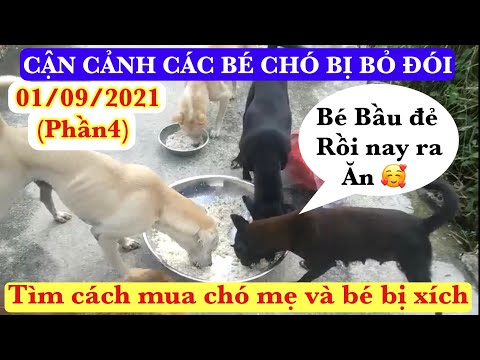 Video: Khối Tim (Mobitz Loại II) ở Chó