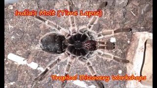 India The Tarantula's Molt In Time Lapse. 7.5hrs into 20mins.