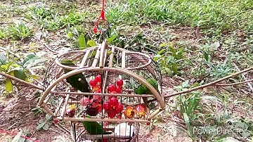 jebak/trap serindit, turipos, green parrot catch & release