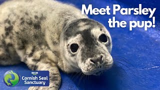 Behind-the-scenes with Parsley the pup at the Cornish Seal Sanctuary