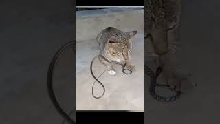 Khinh Đối Thủ Không Thèm Nhìn