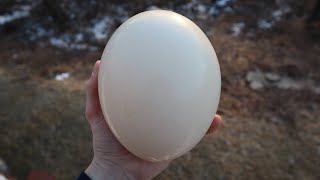 Worlds largest egg!