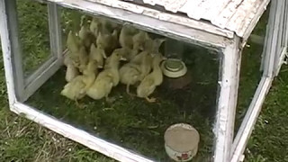 бесплатный загон для уток и цыплят бесплатный загон для уток и цыплят