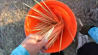 Collecting Takwi, Yucca Cores for Traditional Basketry, Tohono O'odham Community College, GX010005
