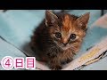 走り寄ってくる子猫ちゃん 4日目