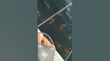 Câu cá dìa bằng mồi rong