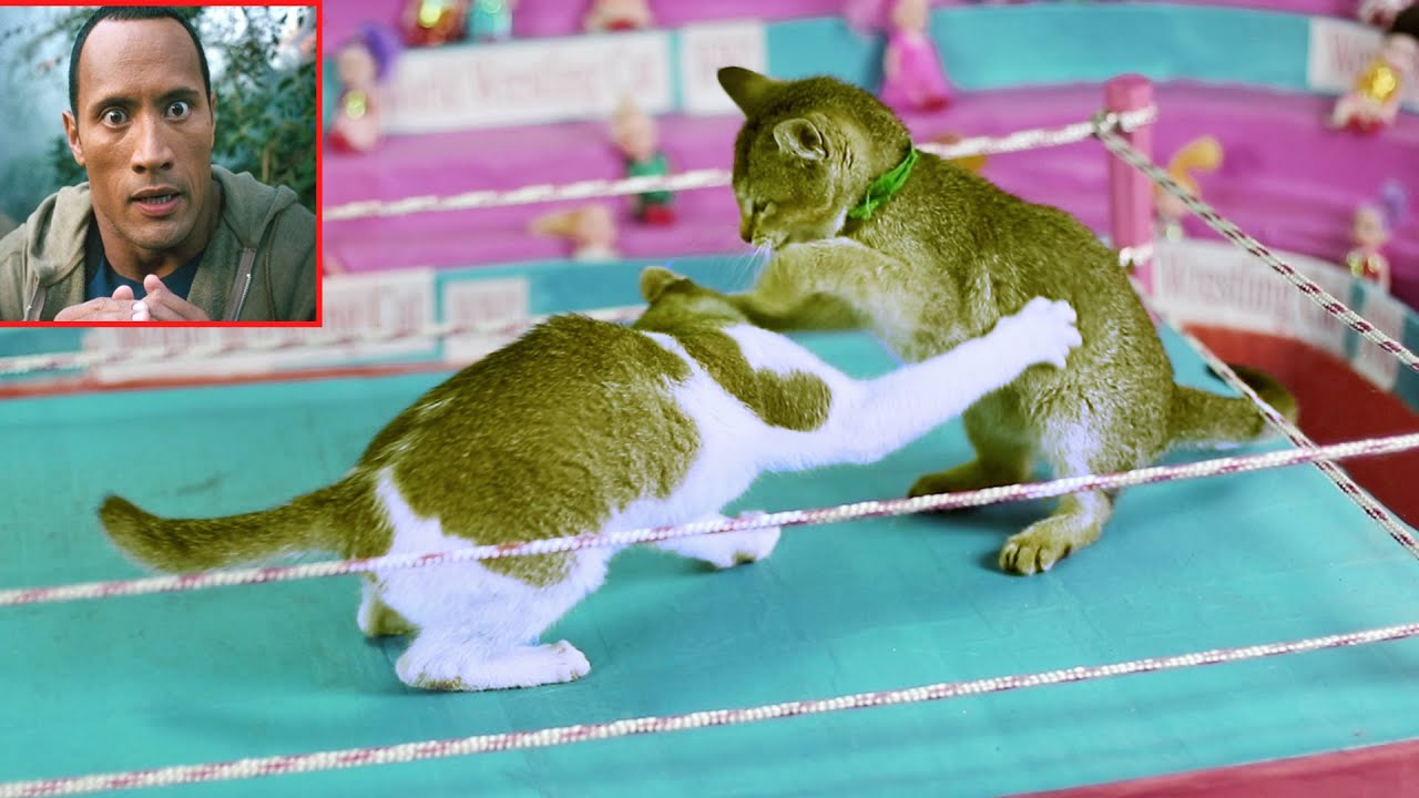 EPIC Funny Cat Fight Competition Cat Wrestling Funny cat wwe YouTube