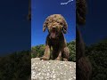 my dogs #kyrgyzstan #roblox #russia #usa #shorts #roblox #world #fashion