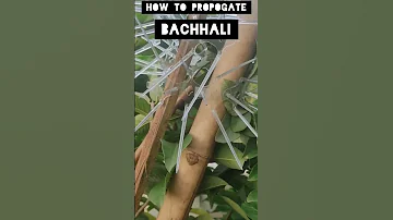 Bachhali How To Propogate 