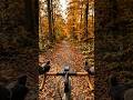 POV: cycling in Misty Pine Forest trail #pov #cycling #shorts #bikeride #viral