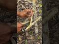 #survival #trapping #skills #bushcraft #alamliar #forest #shorts