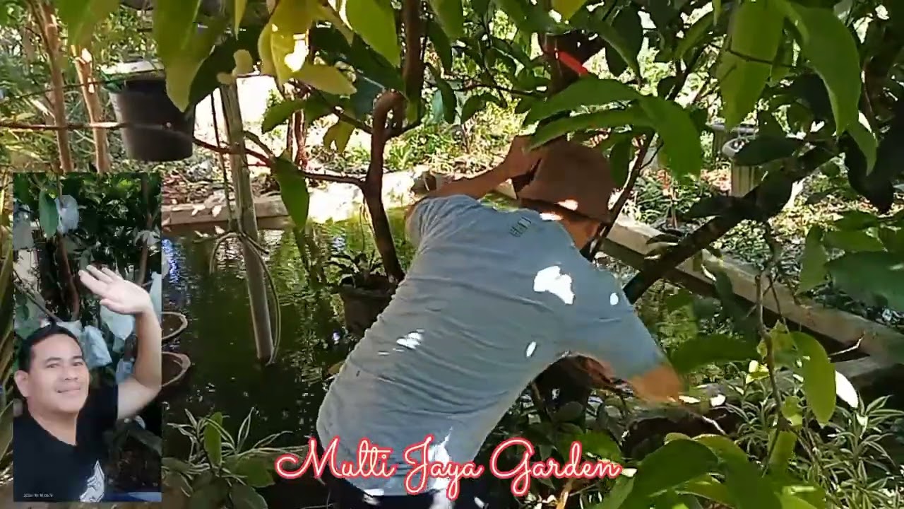 PRUNING JAMBU AIR KIOJOK UNTUK PEMBUAHAN #vidioyoutube #pruning #jambuair  #fyp