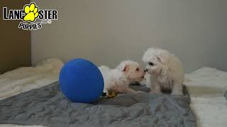 Cute Maltese Puppies