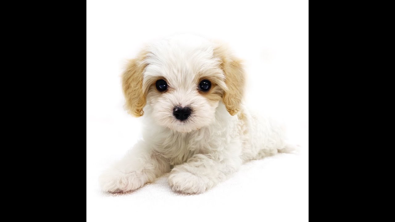 Mix マルチーズとキャバリアの最強ハイブリッド キャバチーズ Youtube