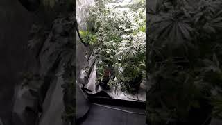 End week 10