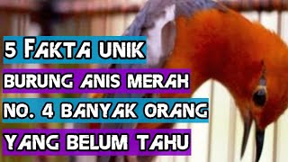 5 Unique facts about the Red Anis bird, number 4, many people don't know