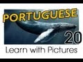 Learn Brazilian Portuguese with Pictures -- Marine Animals