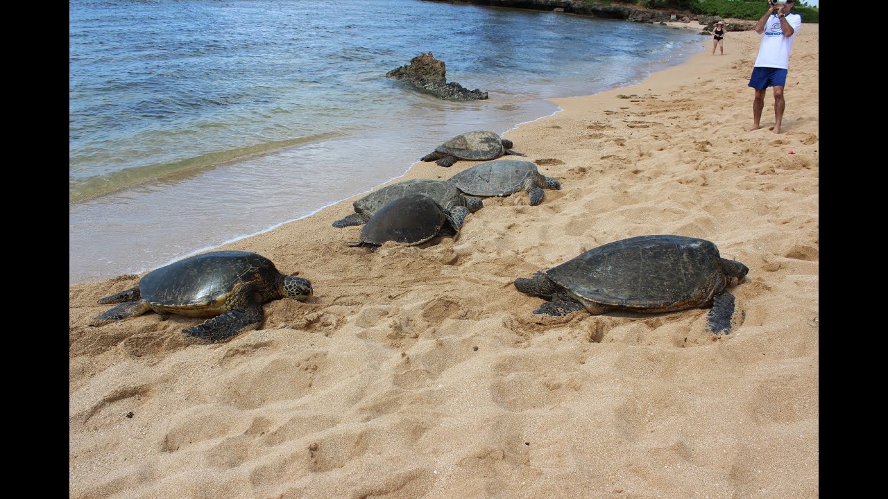 hawaiian turtle tours