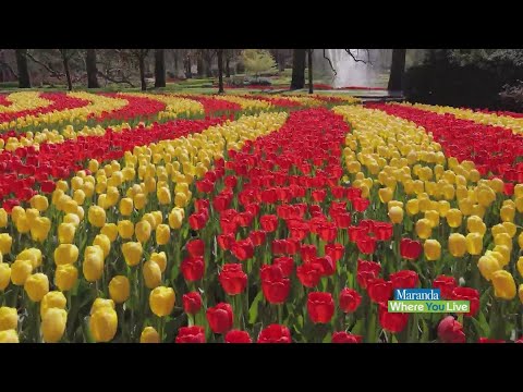 A visit to Keukenhof: Planting tulip bulbs in the world's largest garden