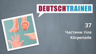 Німецька для початкового рівня (A1/A2) | Deutschtrainer: Частини тіла