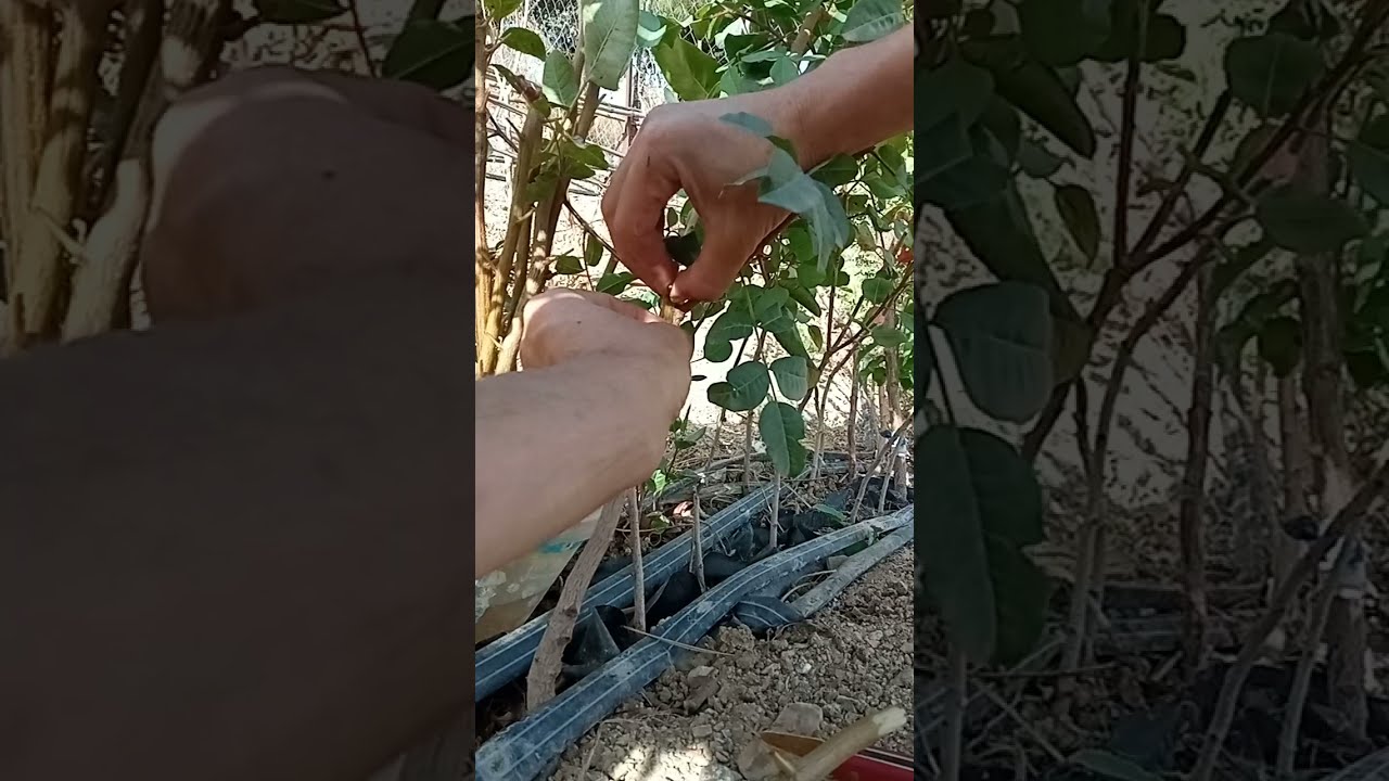 تطعيم الفستق على البطم التربينتي Grafting pistachio on terebinth