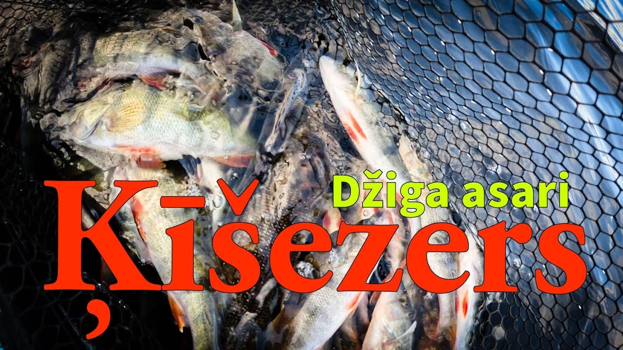 Asaru cope Ķīšezerā. 🔥