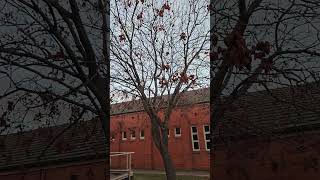 Golden rain tree. #aafreenmomin #nature #trees #musicaltree #like #subscribe #travel #linktree