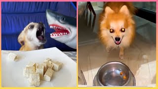Angry Pets Compilation : Funny Angry Dogs of The Week