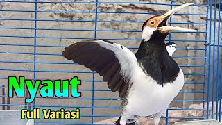 Download Lagu Pancingan Jalak Suren Auto NYAUT Full VARIASI Buat Masteran Suara Burung Jalak Agar Gacor Full Isian MP3