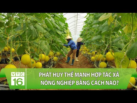 Video: HTX giúp nông dân như thế nào?
