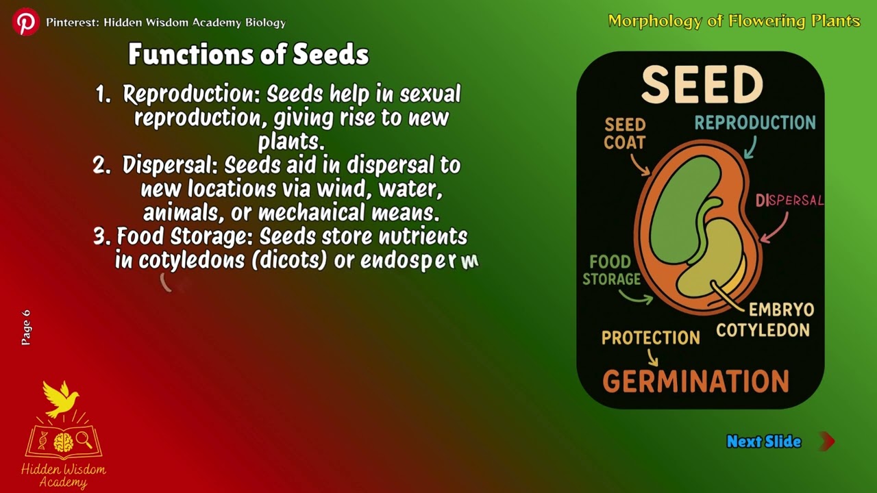 Anatomy of Flowering Plants (Part 6 - Anatomy of Seed) | NEET 2026 & Class 11 Biology