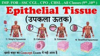 Epithelial Tissue (उपकला ऊतक) [in hindi]| Type of Epithelial Tissue | ssc campus