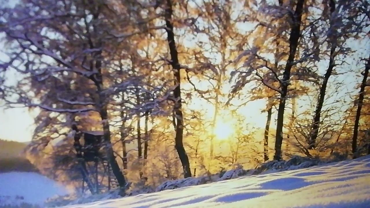 Чистые сердцем Бога узрят 