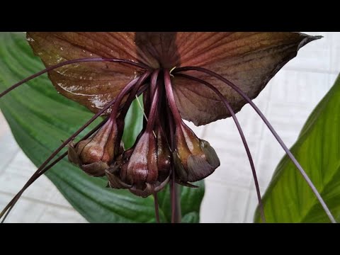 Orquídea Tacca Chantierri a flor morcego. - thptnganamst.edu.vn