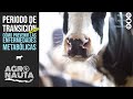 Cómo prevenir las enfermedades metabólicas de la vaca lechera (Transición Parte II) | Agronauta Nº24