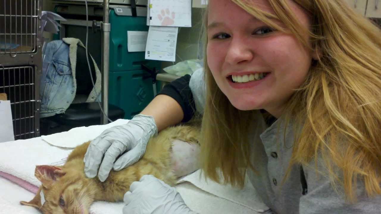 Feral Cat Spay/Neuter Clinic YouTube