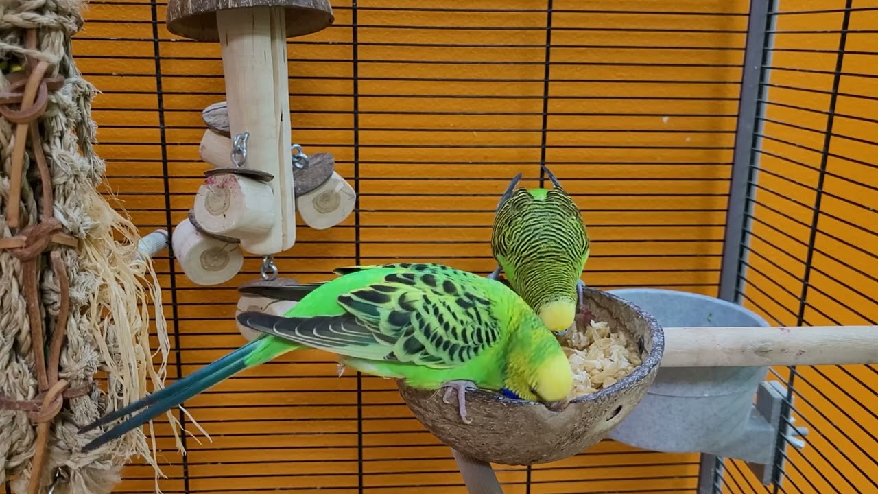 7 hours of budgie sounds